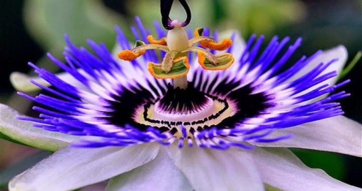 Scopri i numerosi benefici della Passiflora: un aiuto naturale per il benessere