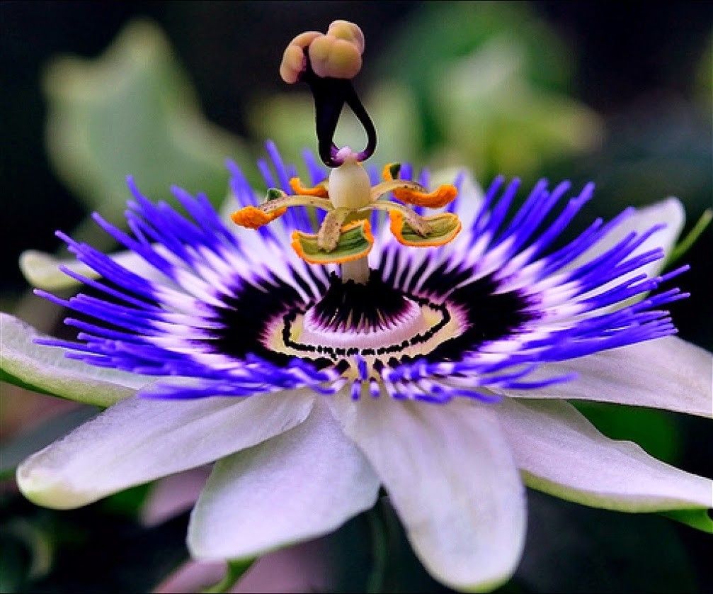 Scopri i numerosi benefici della Passiflora: un aiuto naturale per il benessere