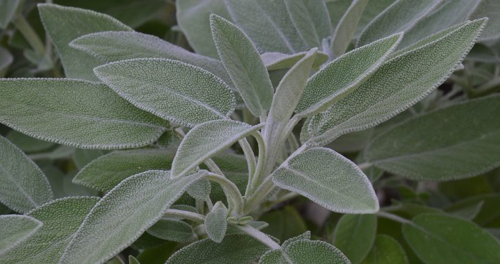 Benefici e utilizzi della salvia: Cosa si può curare con questa pianta?