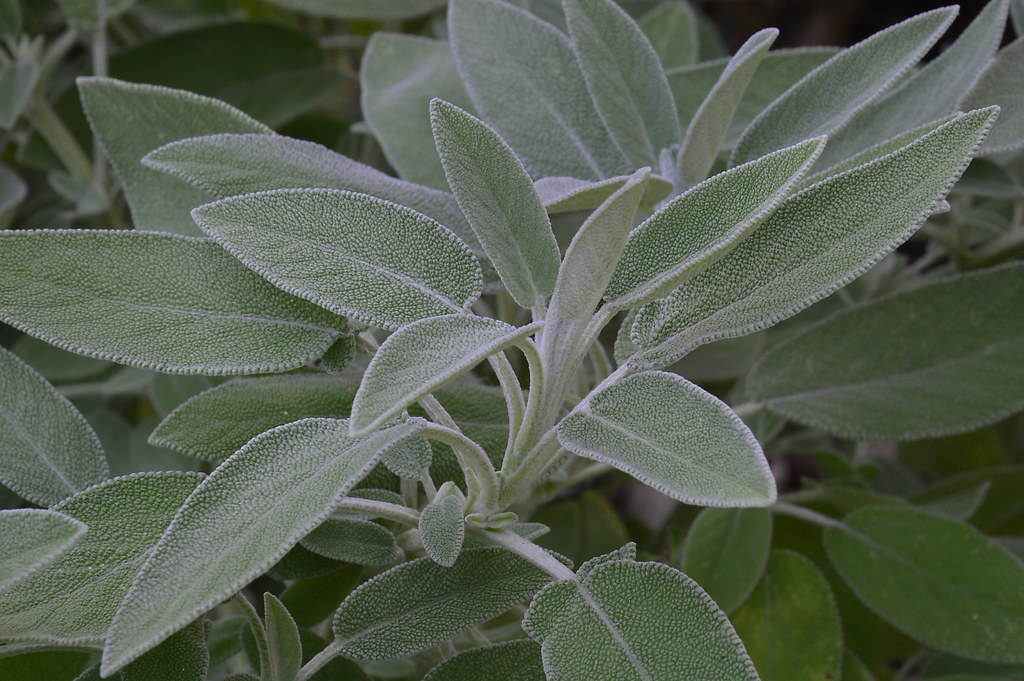 Benefici e utilizzi della salvia: Cosa si può curare con questa pianta?