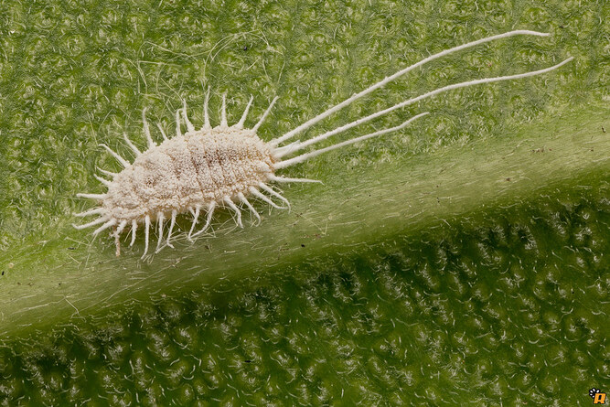 Guida pratica su come eliminare la cocciniglia dalle piante: consigli e metodi efficaci