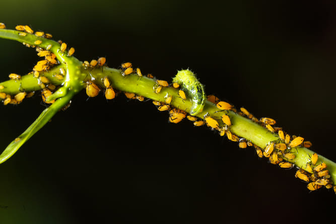 Scopri come eliminare i pidocchi delle piante utilizzando il peperoncino