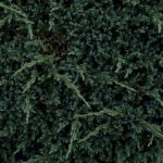 Ginepro: Scopri le proprietà, i benefici e gli usi di questa pianta