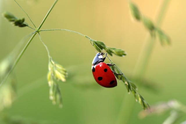 Scopri quali piante sono ideali per attirare le coccinelle nel tuo giardino!