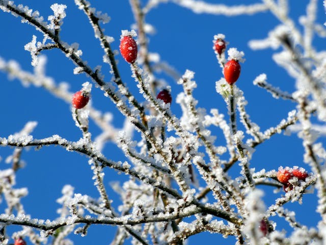 Scopri i benefici del biancospino: quali effetti positivi per la salute?