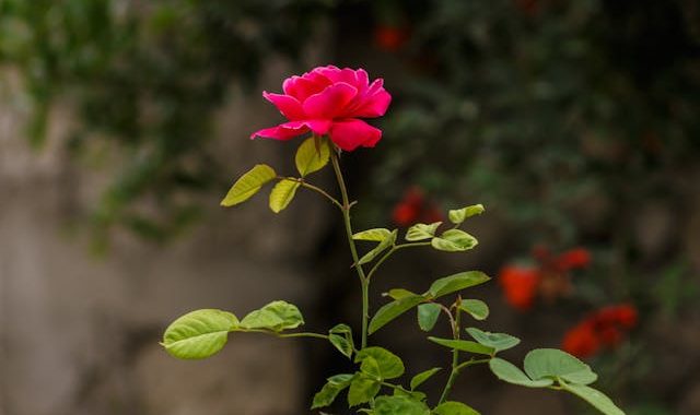 Il Miglior Momento per Piantare le Rose: Scopri Quando e Come Farlo Correttamente