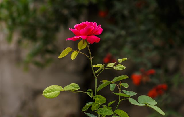 Il Miglior Momento per Piantare le Rose: Scopri Quando e Come Farlo Correttamente