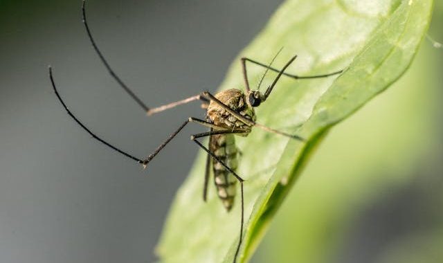 Scopri la pianta più efficace contro le zanzare: la soluzione naturale al problema delle punture estive