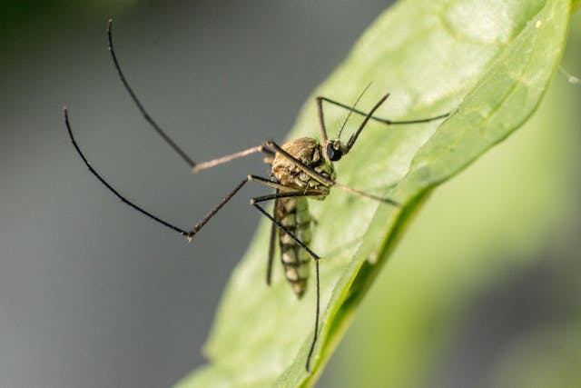Scopri la pianta più efficace contro le zanzare: la soluzione naturale al problema delle punture estive