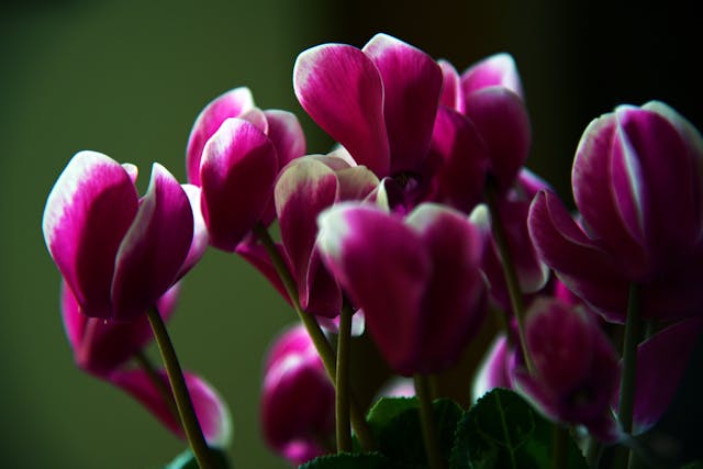 Fiori di inverno: Scopri quali specie colorano la stagione fredda