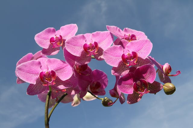 Quante volte si annaffia l'orchidea: Guida completa alla cura delle piante